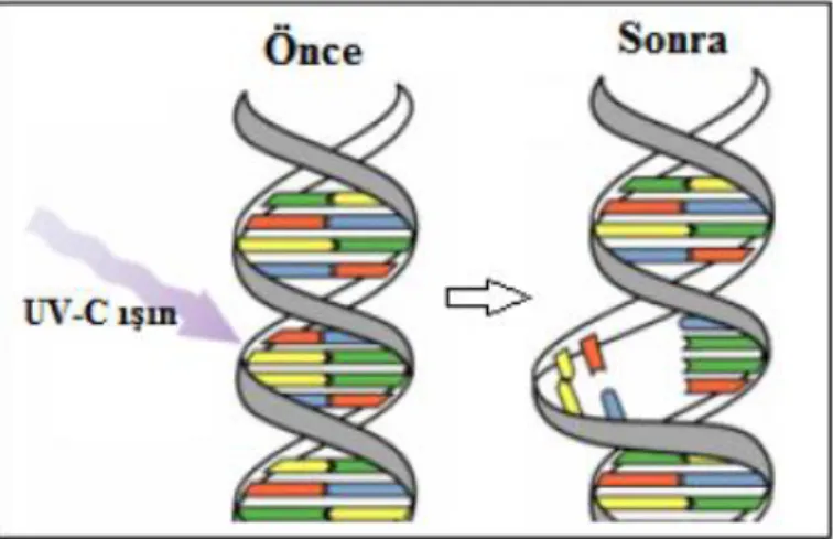 Şekil 2.6. UV-C ışınlarının DNA üzerine etkisi (Herring, 2010) 