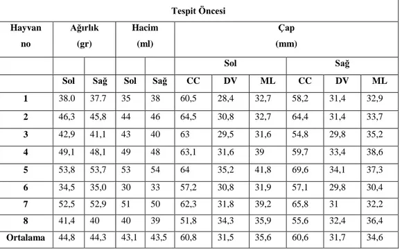 Çizelge 3.1. 8 Akkaraman koyununun sağ ve sol böbreklerin tespit öncesi   ağırlık, hacim(arşiment) ve çap (craniocaudal, dorsoventral, mediolateral)   ölçümleri
