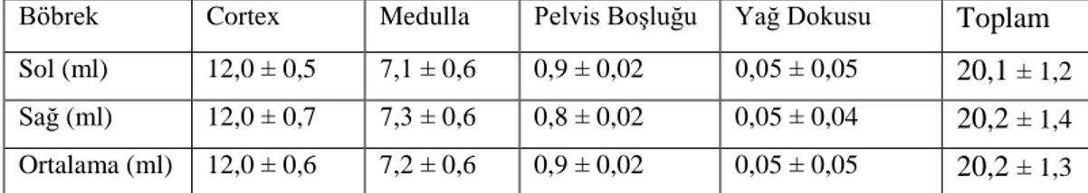 Çizelge  3.4.  Sol  ve  sağ  böbreğe  ait  morfometrik  verilerin  Cavalieri  prensibi  ile  yapılan  hesaplama sonuçları (Mean ∓ SEM)