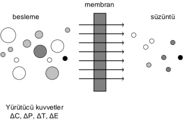 Şekil 3.1. Bir membran tarafından ayrılmış iki fazlı bir sistemin şematik gösterilişi 