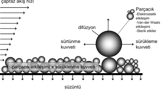 Şekil 5.2. Membran malzemesi üzerinde tutulan parçacıklara etki eden kuvvetler (Ripperger ve  Altmann 2002) 
