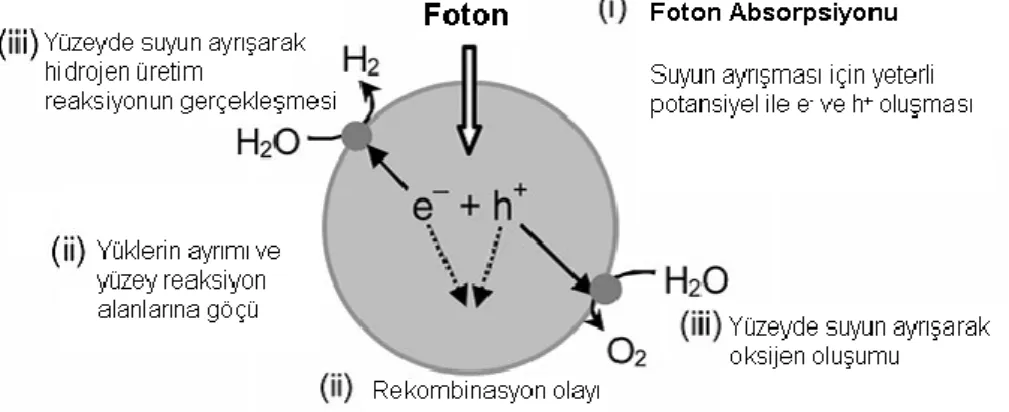 Şekil  1.5’de  fotokatalitik  olarak  suyun  ayrışması  reaksiyonun  basamakları  gösterilmektedir