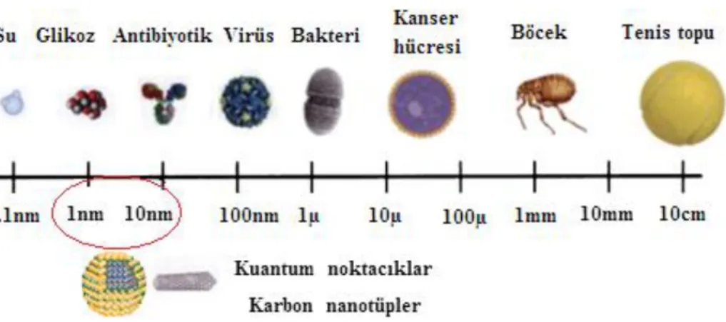 Şekil 1.1. Doğal olarak var olan yapıların büyüklük kıyaslaması ve nanokristallerin buradaki yeri  (Feynman, 2008) 