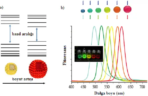 Şekil 1.3 Nanokristallerin boyuta bağlı olarak değişen a)band aralığı ve b)emisyonu (Klimov, 2008) 