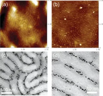 Şekil 2.3 PS-b-P2VP-Au nanopartiküllerin a,b) SFM topografi ve c,d) TEM görüntüleri  