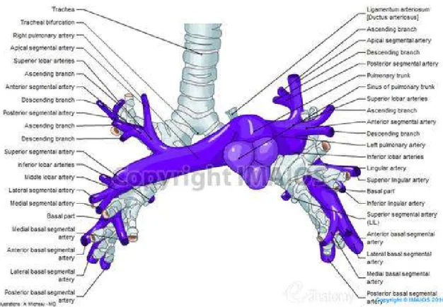 Şekil 2.1. Pulmoner Arteryel Sistem (www.imaios.com) 