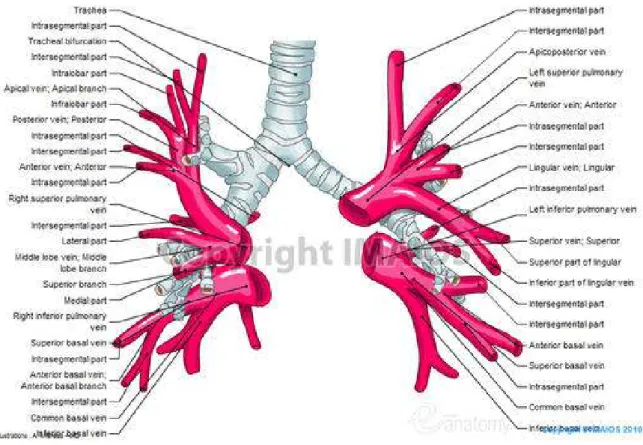 Şekil 2.2. Pulmoner Venöz Sistem (www.imaios.com) 