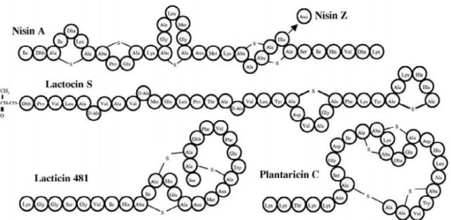 Şekil 2.1 .   Farklı lantibiyotik gruplarının seçilen lantibiyotik peptidlerinin yapısının sembolik gösterimi  