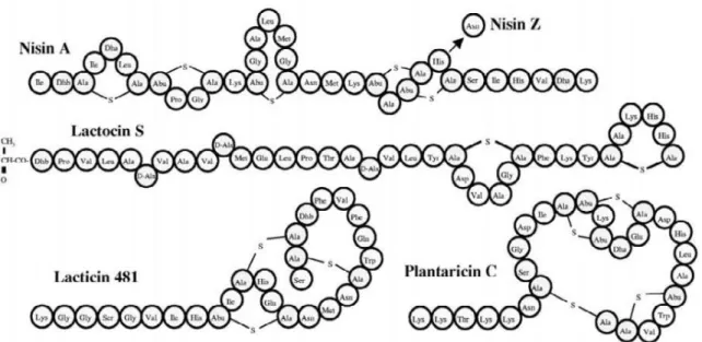 Şekil 2.1 .   Farklı lantibiyotik gruplarının seçilen lantibiyotik peptidlerinin yapısının sembolik gösterimi  