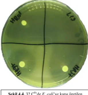 Şekil 4.4. 32 C 0 ’de E. coli’ye karşı üretilen  zonların görüntüleri 