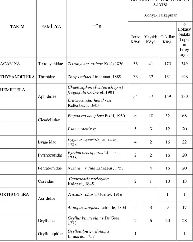 Çizelge 4.1. Konya ili Halkapınar ilçesi çilek alanlarında saptanan zararlı akar ve böcek türleri, bunların  bulundukları lokasyonlar ve bulunan ergin sayıları 