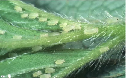 ġekil 4.3.a. Chaetosiphon (Pentatrichopus) fragaefolii Cockerell koloni (Anonymous, 2012 a) 