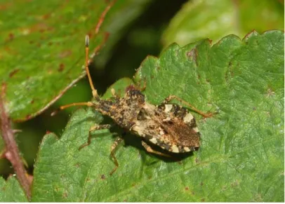 ġekil 4.9. Centrocoris variegatus Kolenati ergini (Anonymous, 2013 f) 