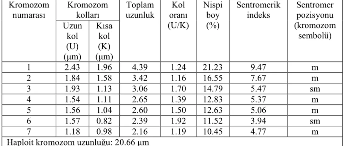 Çizelge  4.3.  Scorzonera  paviflora’  da  2n=2x=14  metafaz  kromozomlarının  özellikleri (μm)