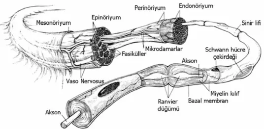 Şekil 4 : Sinir kılıfları Ģematik anatomisi (33). 