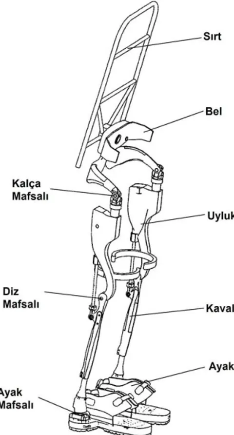 Şekil 1.1 Yük taşımaya yardımcı alt ekstrem dış iskelet sisteminin genel görünümü 