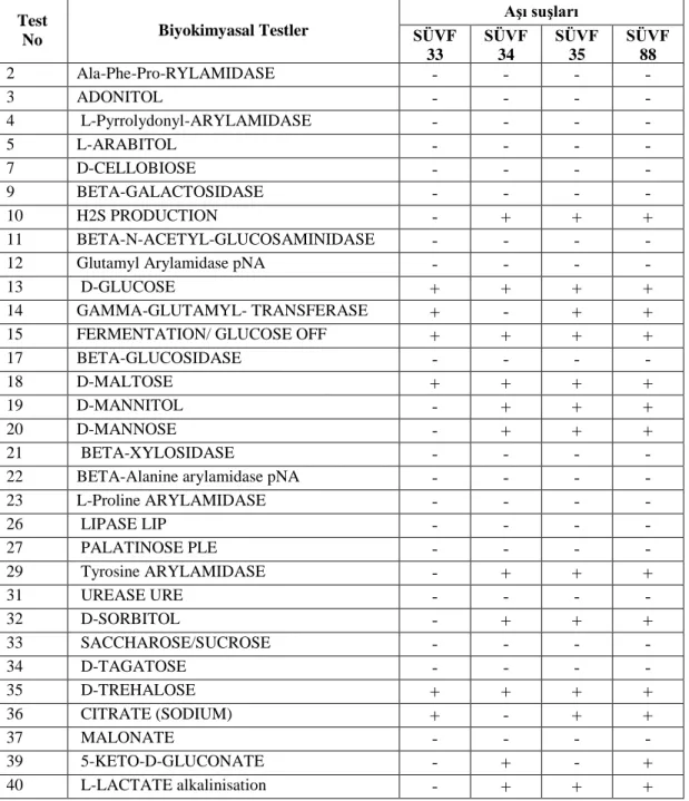 Çizelge 3.1. SÜVF33, SÜVF34, SÜVF35, SÜVF88 no‟lu suĢların VITEK2 GN kartı  biyokimyasal test sonuçları