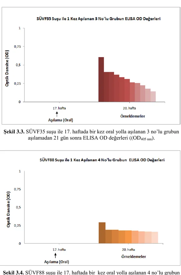Şekil 3.4. SÜVF88 suĢu ile 17. haftada bir  kez oral yolla aĢılanan 4 no‟lu grubun  aĢılamadan 21 gün sonra ELISA OD değerleri (OD 405 nm )