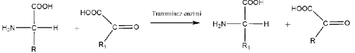 Şekil 1.5. N-alkil- Salisilaldehitin schiff bazı reaksiyonu 