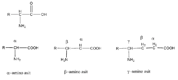 Şekil 1.15. Düşük pH’larda amino asitler 