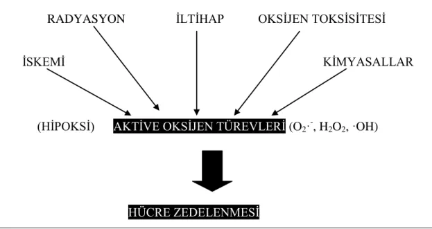 Şekil 1.1. Akut hücre zedelenmesi nedenleri (Mitchell ve Cotran 2000). 
