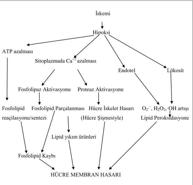 Şekil 1.3. İskemide membran hasarı (Türkyılmaz 2003). 