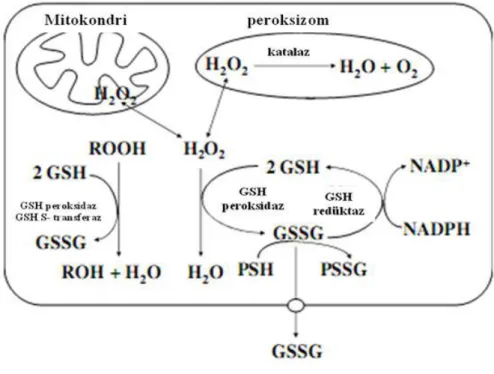Şekil 1.13. GSH’ın antioksidan işlevi (Lu 2009). 