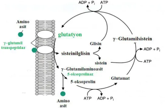 Şekil 1.14. Glutamil döngüsü (Yuan ve Kaplowitz 2009). 