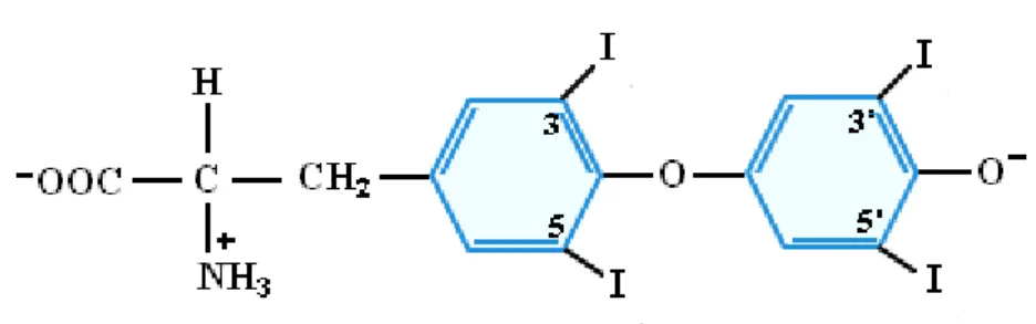 Şekil 1.1.8.2.1. Triiyodotrionin hormonunun (T 3 )  kimyasal yapısı. 