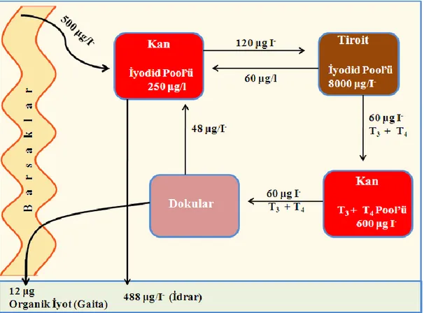 Şekil 1.1.9.1.1. Yeterli miktarda iyot alınmasında vücudun iyot metabolizması  (Ingbar 1985)