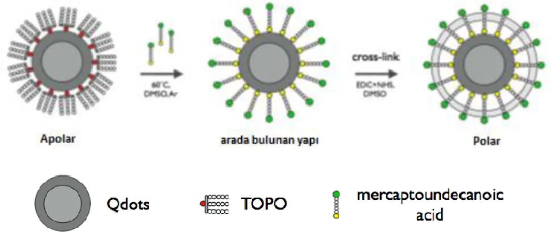 Şekil 1.26.  TOPO kaplı kuantum nanokristallerin çapraz bağlama ile merkaptoundekanoik asit (MUA)  kullanılarak suda çözünebilir hale getirilmesi (Jiang, 2008)