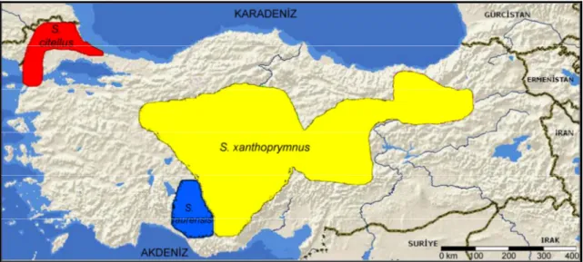 Şekil 2.1. Türkiye’de yayılış gösteren Spermophilus türleri (Gündüz ve ark., 2007a). 