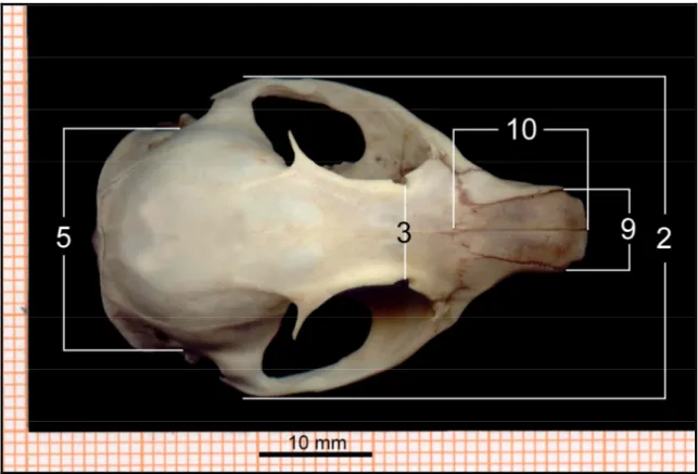 Şekil 3.2. S. taurensis'in milimetrik kağıt üzerinde baş iskeletinde iç karakter ölçülerinin alınış yerlerinin  dorsalden görünüşü