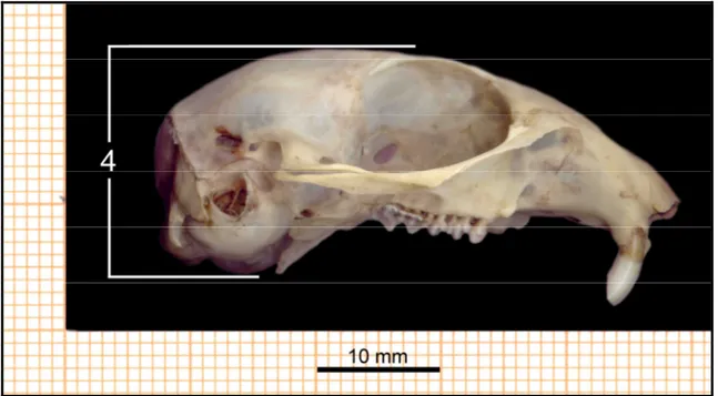 Şekil 3.4. S. taurensis'in milimetrik kağıt üzerinde baş iskeletinde iç karakter ölçülerinin alınış yerlerinin  lateralden görünüşü
