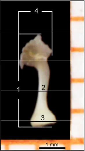 Şekil 3.6. S. taurensis'in milimetrik kağıt üzerinde baculum ölçülerinin alınış yerlerinin ventralden  görünüşü