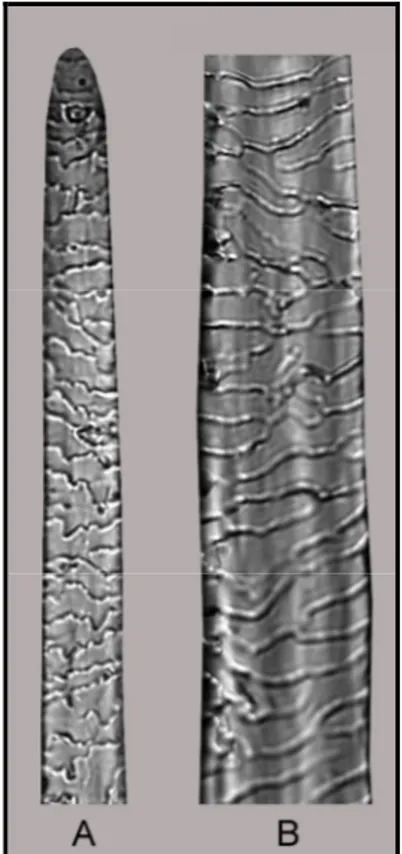Şekil 4.2.  S. taurensis'te  kılın gövde (A) ve uç (B) kısmının ışık mikroskobundaki görünüşü
