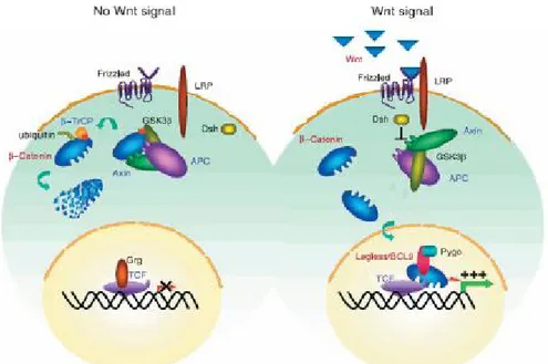 Şekil 1.2. Wnt sinyal yolağında sinyal iletimi (Giles ve ark. 2003). 