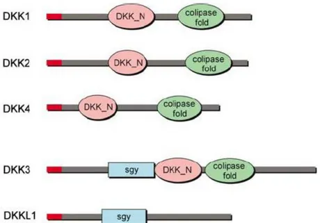 Şekil 1.4. DKK ailesinin polipeptidlerin oluşturduğu domain yapıları (Niehrs 2006). 