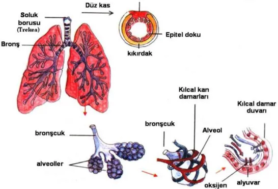 Şekil 3.2.  Akciğerlerin yapısı (Sayn, 2014) 
