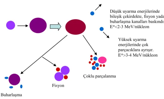 Şekil 3.2. Nükleer reaksiyonlarda istatistiksel denge yaklaşımı: denge durumu