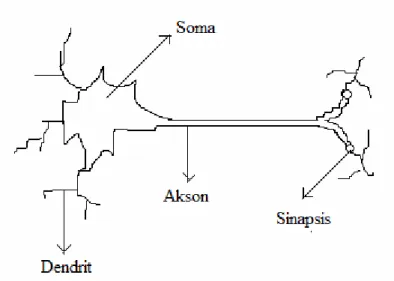 Şekil 2.1. Biyolojik sinir hücresi (Fausett, 1994) 