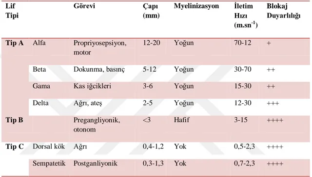 Çizelge 1.2. Farklı sinir liflerinin özellikleri (Trevor ve ark.,2010) 