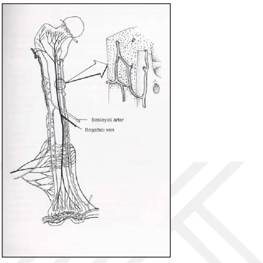 Şekil 1.1. Kemik damarlanması ve dolaşımı(Miller,1999) 