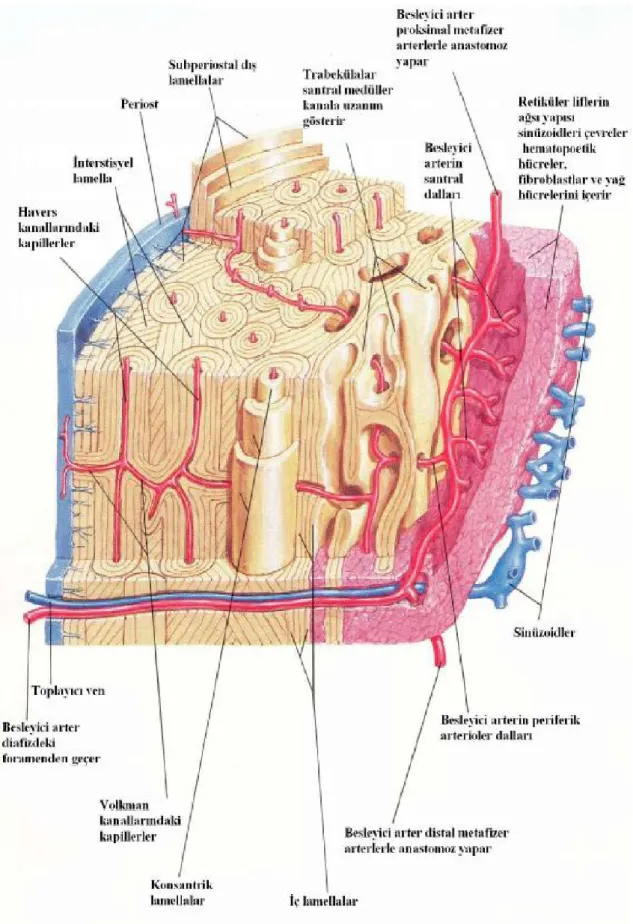 Şekil 1.4. Kortikal kemiğin yapısı (the Netter, 1999) 