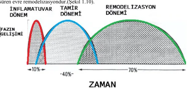 Şekil 1.10. Kırık iyileşmesinin evreleri 