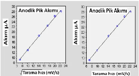 Şekil 2.5 : Pik akımına karşı gerilim tarama hızının karekökü grafiği