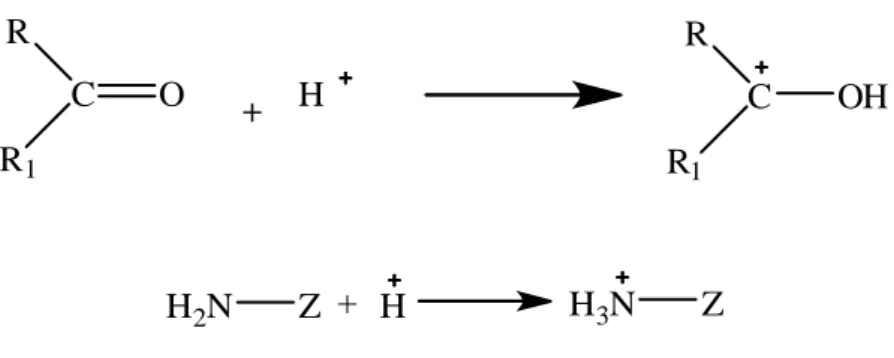 Şekil 1.4. Kondenzasyon reaksiyonlarının pH’ a bağlılığını gösteren mekanizma 