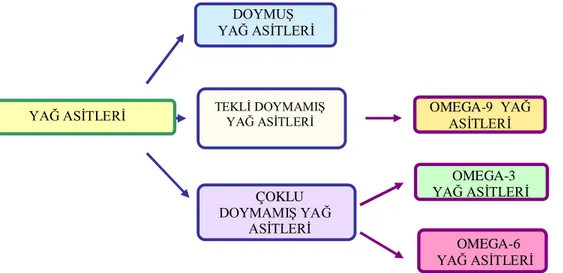 Şekil 1. 4. Yağ Asitlerinin Doymuşluk Derecelerine Göre Sınıflandırılması  Doymuş yağ asitleri 