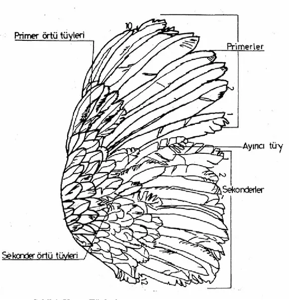 Şekil 1. Kanat Tüyleri                              
