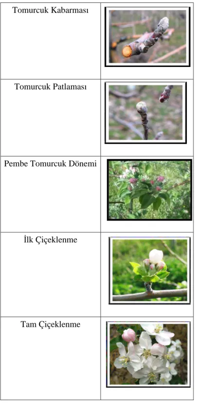 Şekil 4.1. çiçek tomurcuklarında gözlenen farklı gelişim dönemleri  